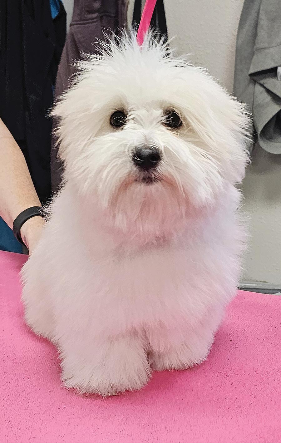 A small, fluffy white puppy sitting upright on a bright pink grooming table.