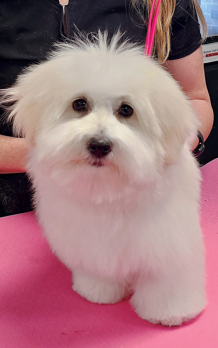 A close-up portrait of a fluffy white puppy held on a pink table.