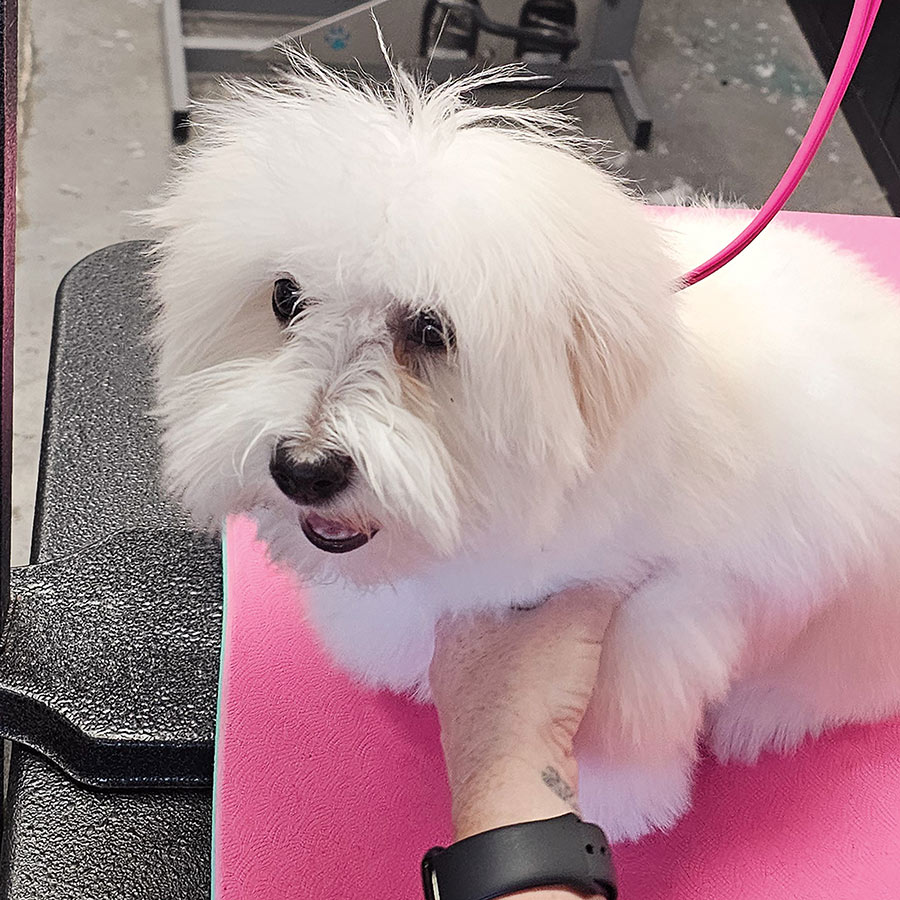 A groomer holding the chest of a fluffy white puppy on a pink table.