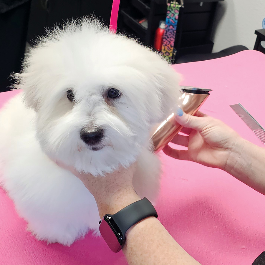 A groomer holding clippers near a fluffy white puppy's ear on a pink table.