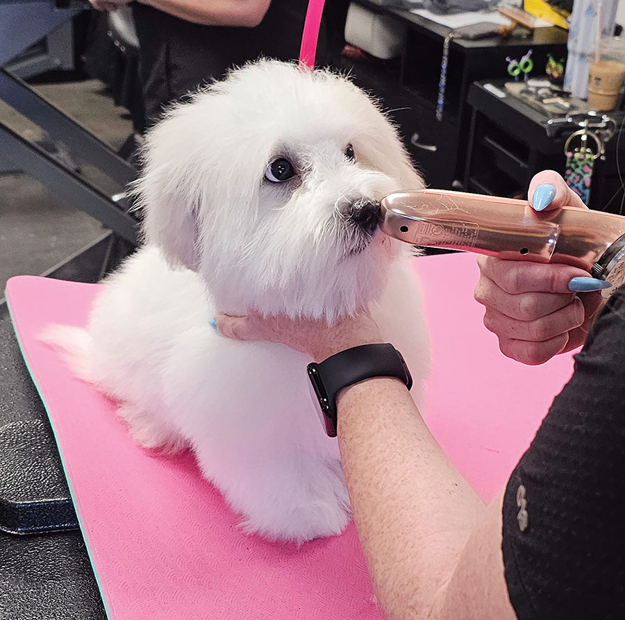 A groomer introducing electric clippers to a curious white puppy's nose.