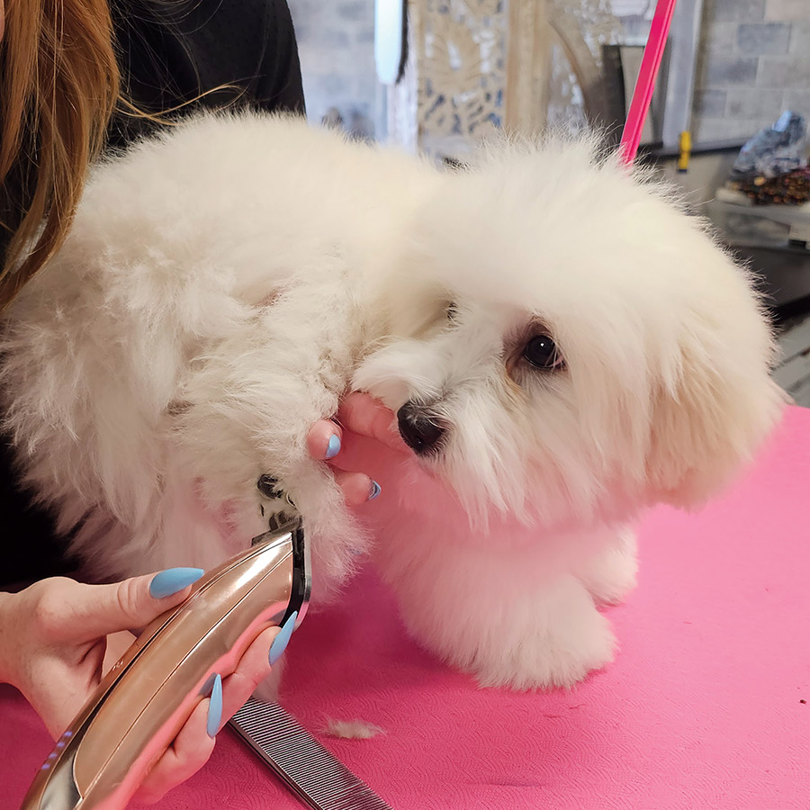 A groomer using clippers to trim the paw fur of a fluffy white puppy.