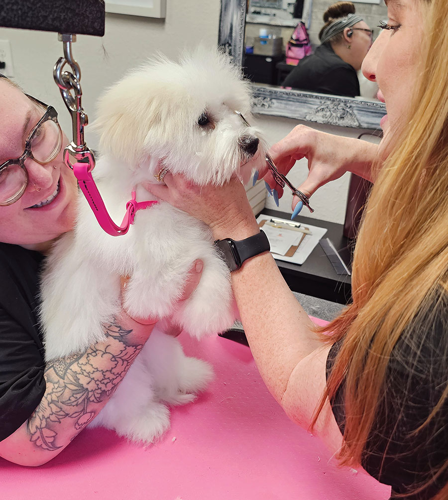 Two groomers carefully trimming the facial fur of a fluffy white puppy with scissors.