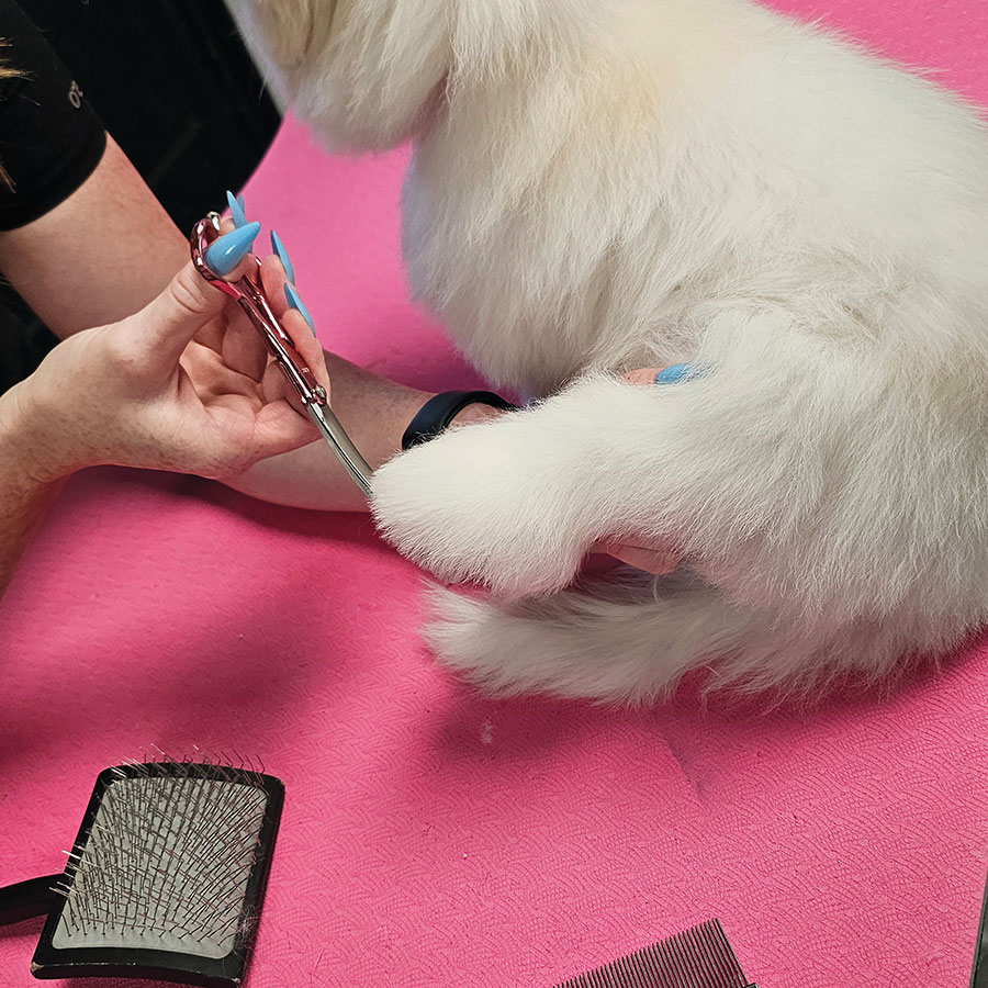 A groomer using curved shears to trim the rounded fur on a puppy's paw.