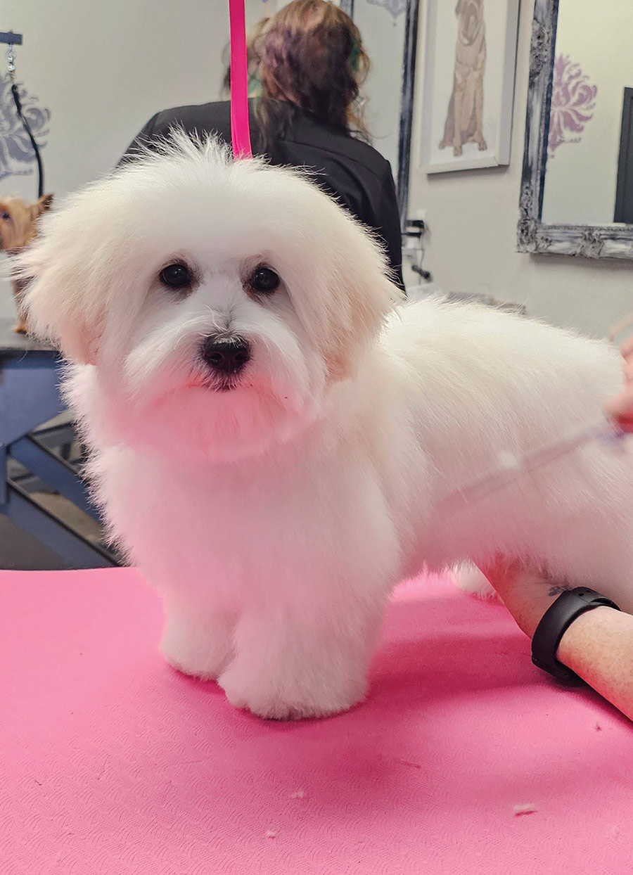 A freshly groomed, fluffy white puppy standing alert on a bright pink grooming table.