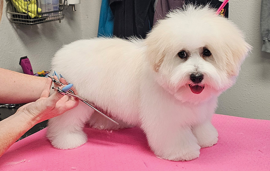 A groomer using scissors to trim the underline coat of a fluffy white puppy.