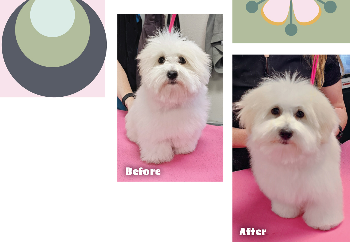 A close-up portrait of a fluffy white puppy held on a pink table.