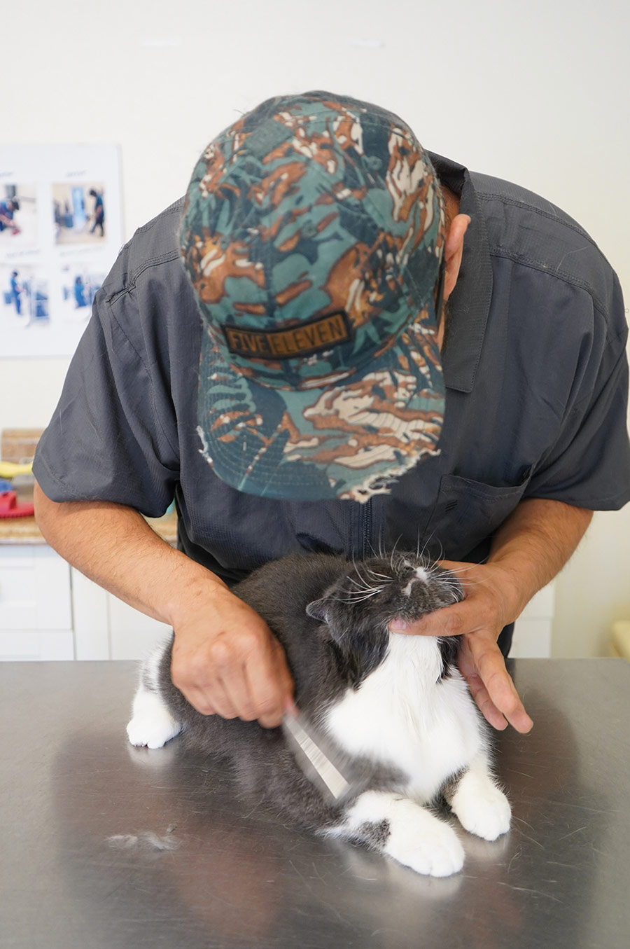 A man wearing a camo hat brushing a gray and white cat on a metal table.