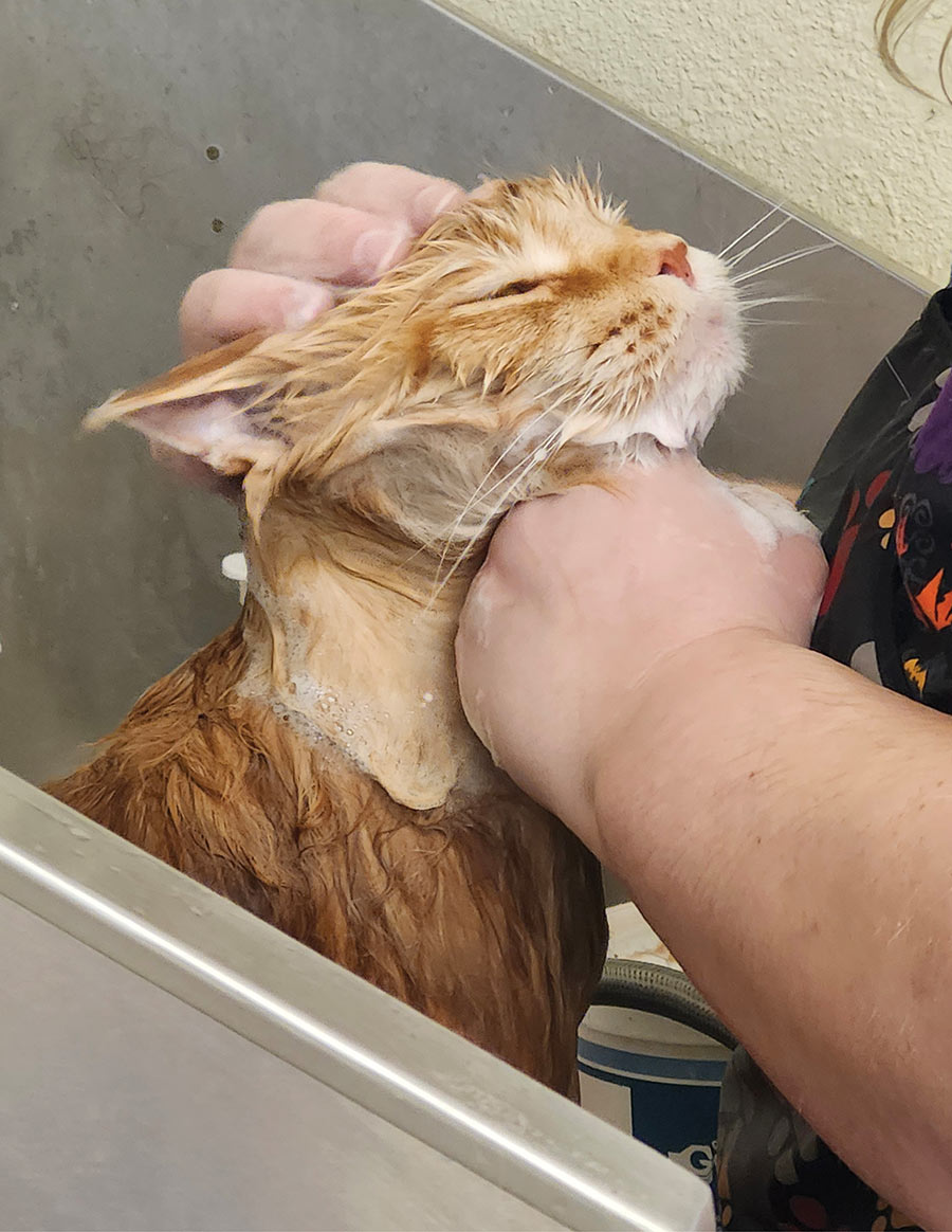 A groomer washing and lathering soap on an orange cat during a bath.