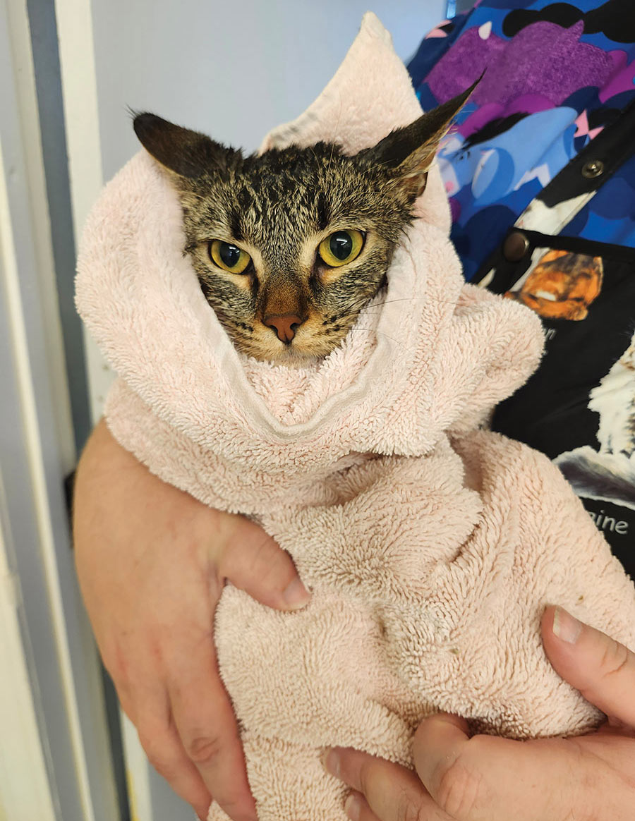 A wet tabby cat wrapped securely in a pink towel after a bath.