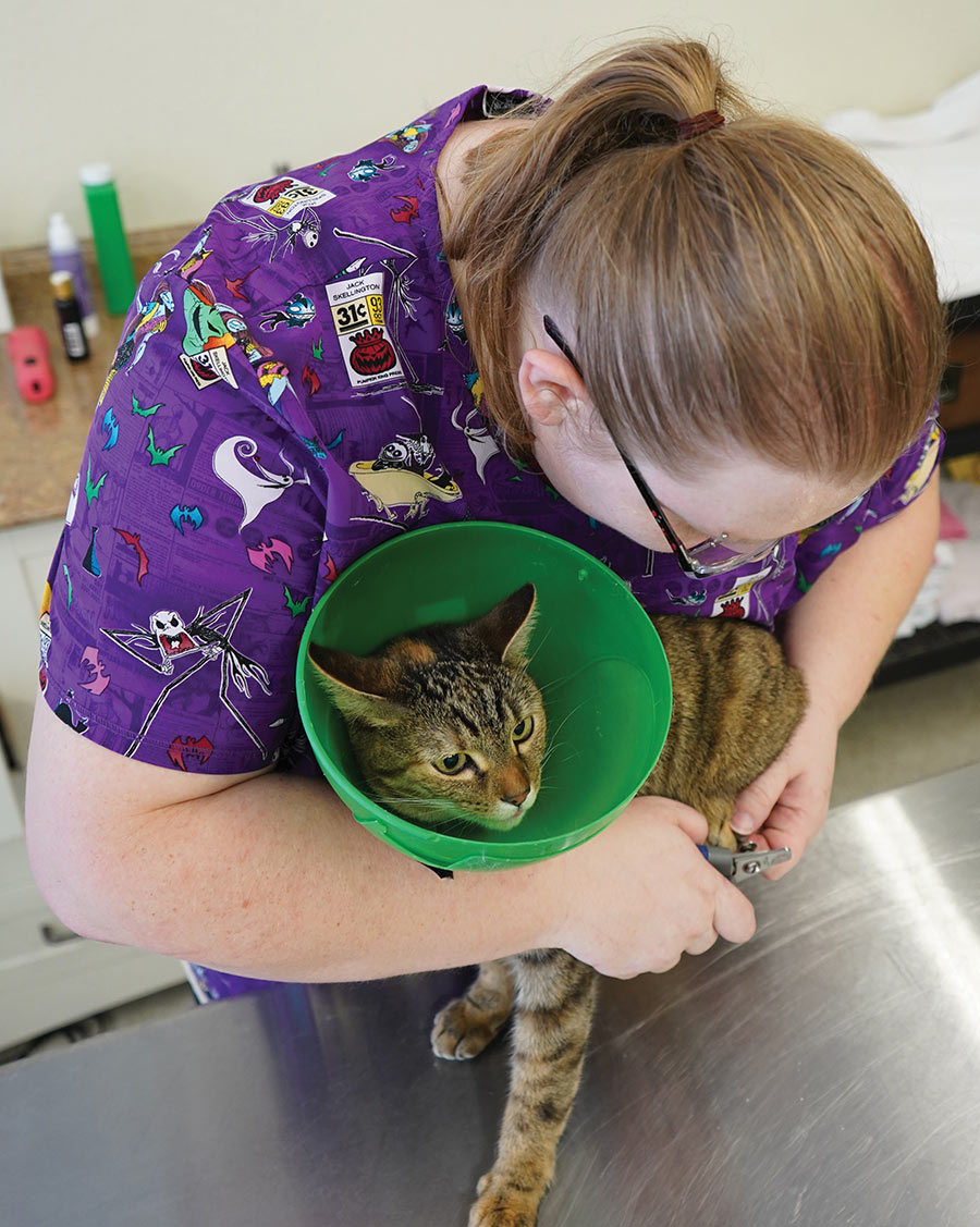 A groomer trimming the claws of a tabby cat wearing a green plastic cone.
