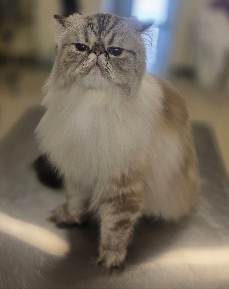A fluffy, long-haired Persian cat sitting upright on a metallic grooming table.