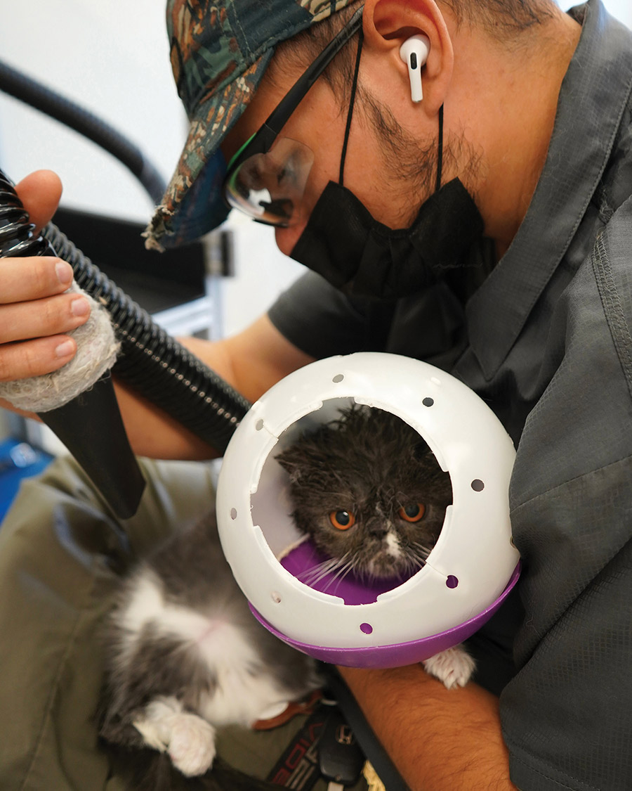 A groomer using a hose dryer on a cat wearing a protective helmet.