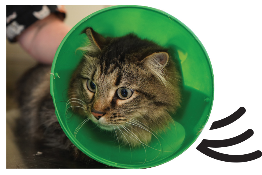 A tabby cat wearing a green protective cone sitting on a grooming table.