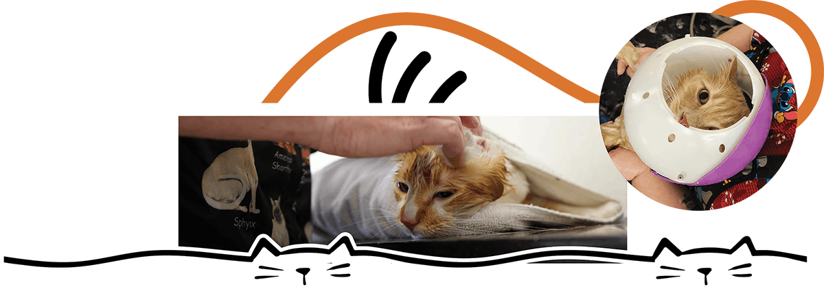 A graphic collage featuring two photos of cats receiving care during grooming sessions.