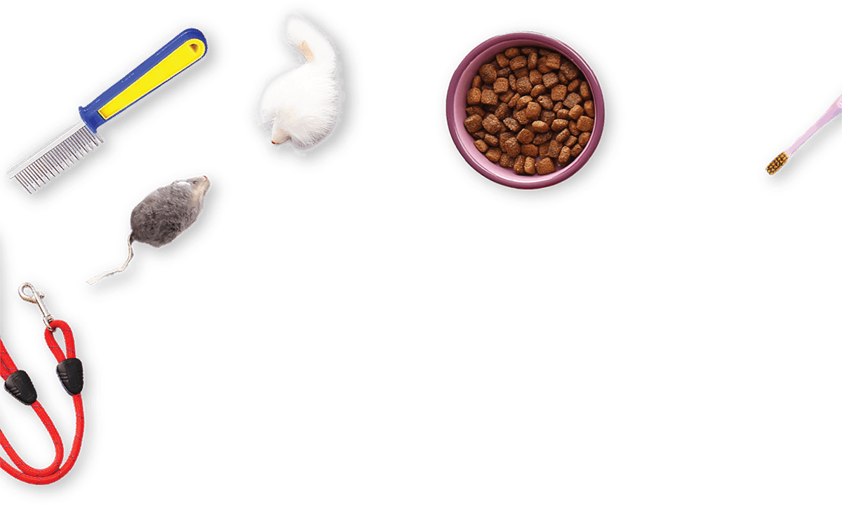 Assorted pet care items including a comb, toys, food bowl, leash, and toothbrush.