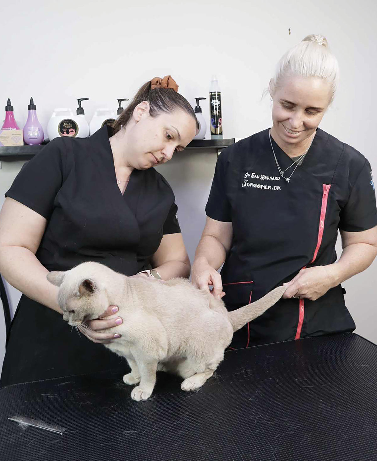 Two groomers together holding and inspecting a light-colored cat on a grooming table.