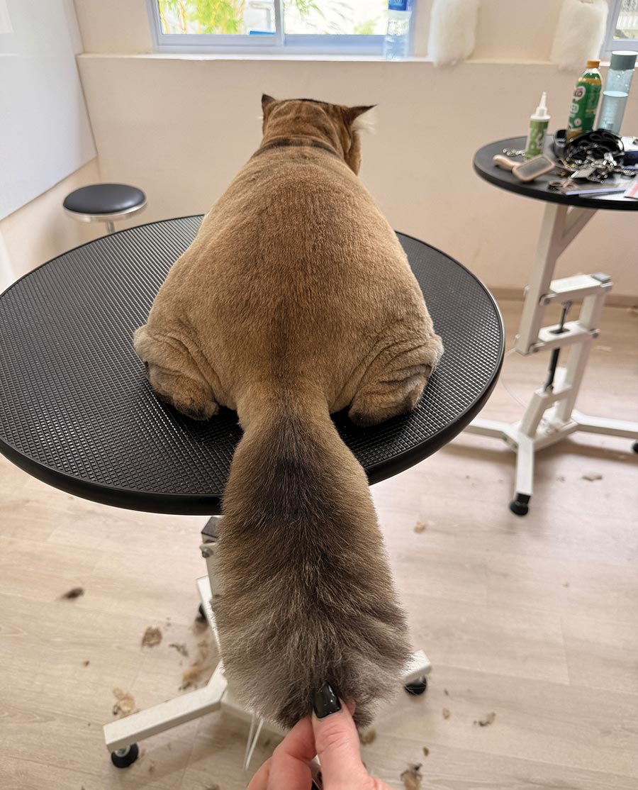 Rear view of a closely shaved cat sitting on a round black grooming table while a groomer holds its fluffy, untrimmed tail.