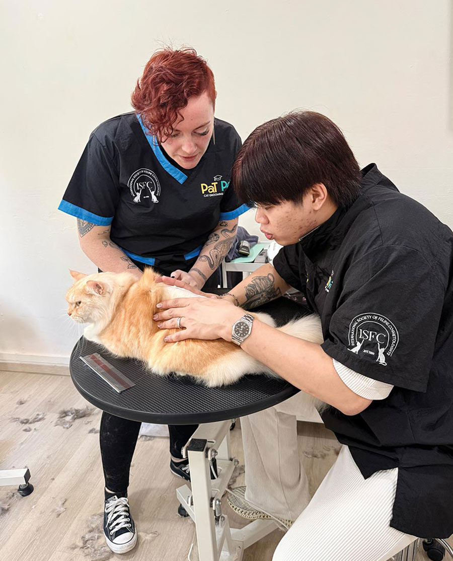 Two cat groomers wearing black smocks gently hold and groom a long-haired ginger cat lying on a round grooming table.