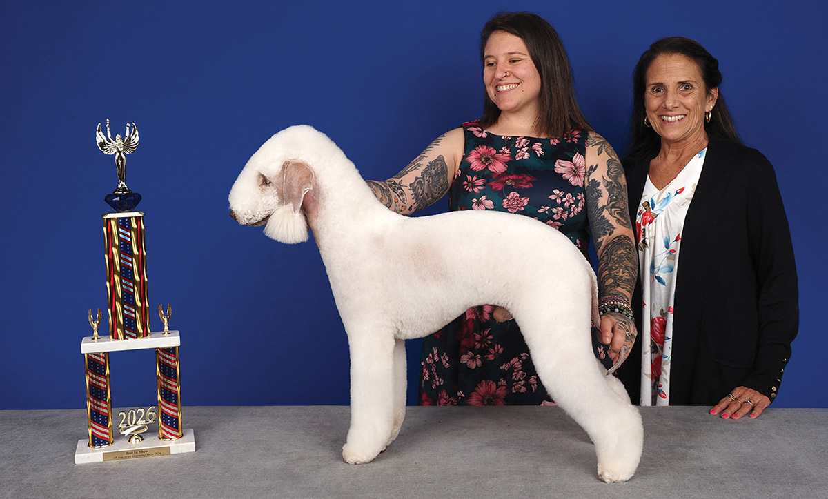 Posed photo at a dog show with a groomed white Bedlington Terrier standing next to a large gold 2026 grooming trophy. Two smiling women handlers stand behind the dog, against a blue backdrop.