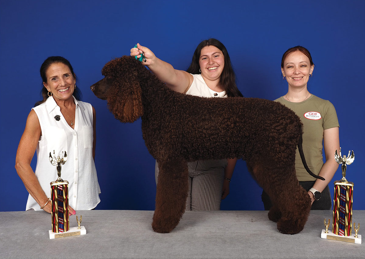 Three women smile while posing a groomed dark brown curly-coated dog on a table set between two trophies, against a blue backdrop.