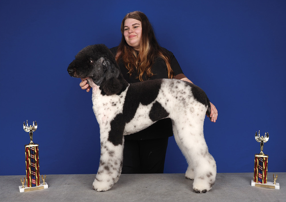 A young woman smiles while holding a large, sculpted standard poodle with a black and spotted grey coat pattern. The poodle stands on a table between two trophies, in front of a blue background.