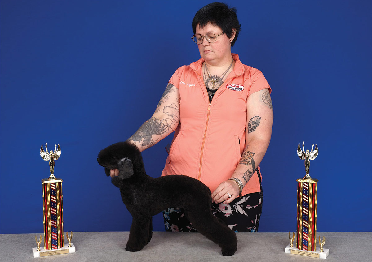 A tattooed woman in an orange Geib vest focuses on posing a sculpted solid black standard poodle. The poodle stands on a table between two trophies, in front of a blue background.