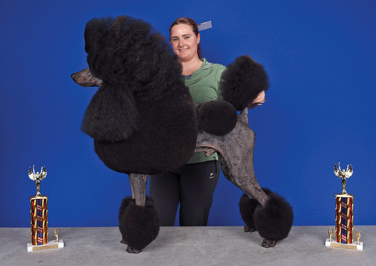 A woman poses a black poodle in an exaggerated Continental show clip, flanked by two trophies on a blue background.