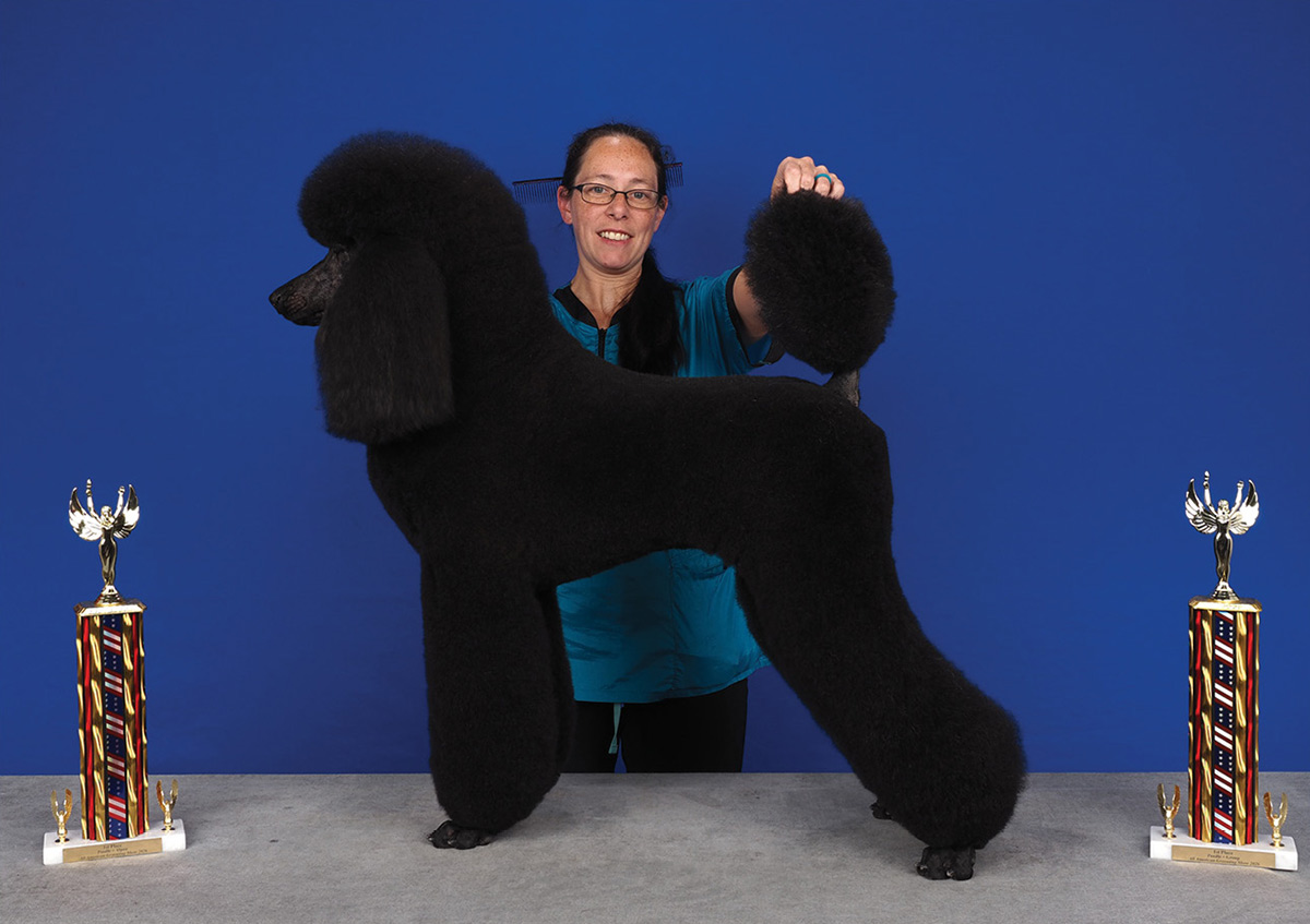 A woman poses a black poodle in a shorter, evenly clipped show trim, flanked by two trophies on a blue background