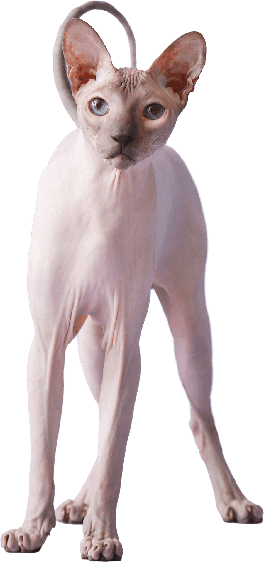 A hairless Sphynx cat standing upright